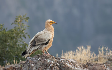 Egyptian Vulture