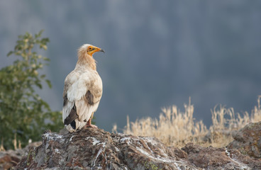 Egyptian Vulture