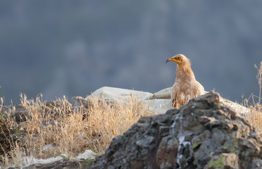 Egyptian Vulture