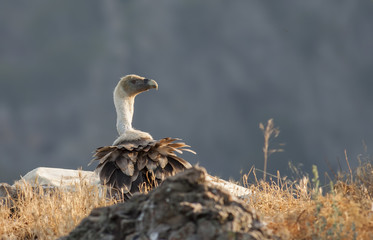 Griffon Vulture