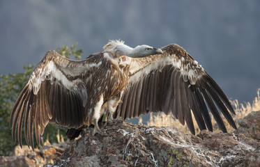 Griffon Vulture