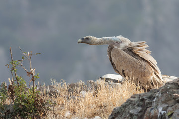 Griffon Vulture
