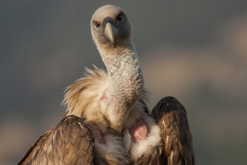 Griffon Vulture