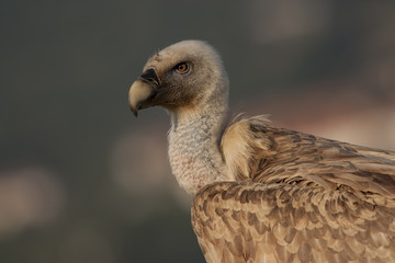 Griffon Vulture