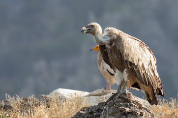 Griffon Vulture