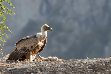 Griffon Vulture