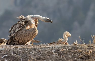 Griffon Vulture