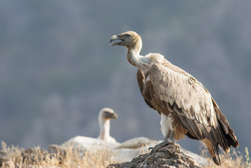 Griffon Vulture