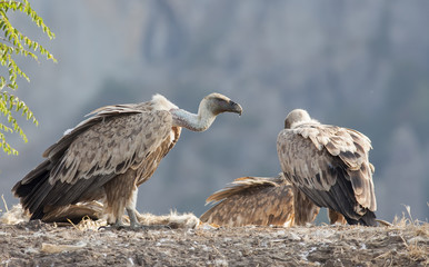 Griffon Vulture