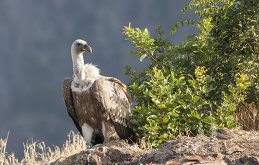 Griffon Vulture