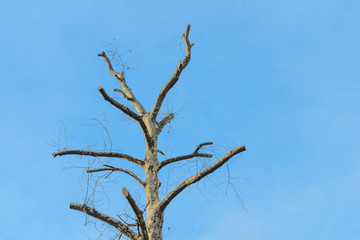 dry, lonely tree, against the sky