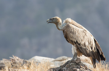 Griffon Vulture