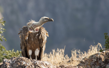 Griffon Vulture