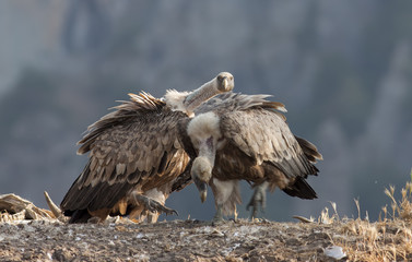 Griffon Vulture
