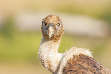 Griffon Vulture