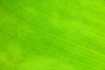 Fresh bright green leaf texture macro.