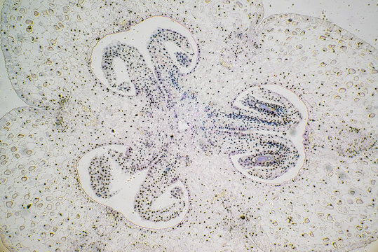 Lily ovary plant cells light micrograph