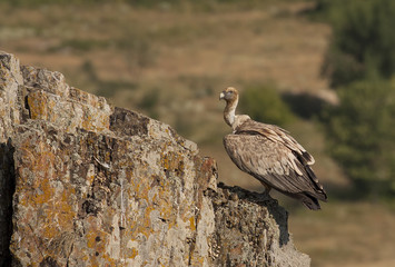 Griffon Vulture
