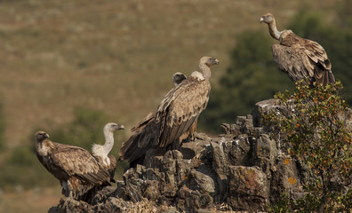 Griffon Vulture