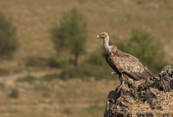 Griffon Vulture