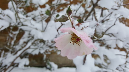 Lovely light pink rose in winter