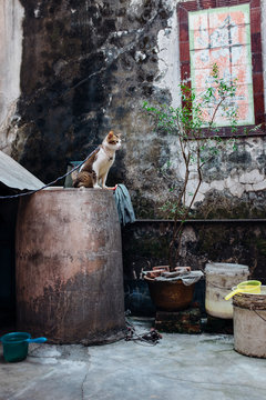 domestic cat