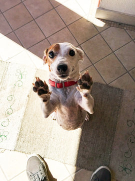 Guilty Dog