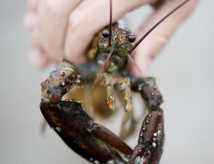 Lobster