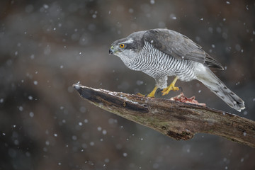 Wild male goshawk