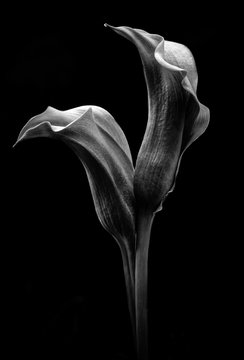 calla lily