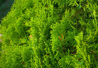 Thuya bush in the garden close up. Gardening.
