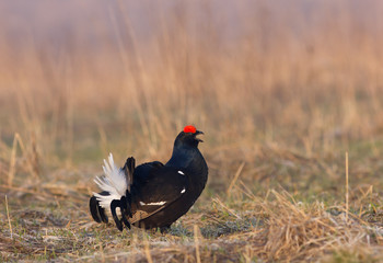 Black grouse (Tetrao tetrix) in the field