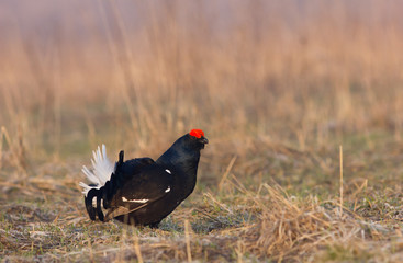 Black grouse (Tetrao tetrix) in the field