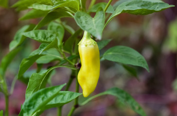 Green bell pepper is grown in the garden of the Outdoor.