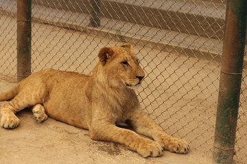 Lioness