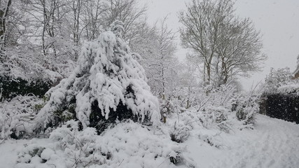 Snow covered mixed border in the garden