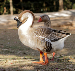 Duck