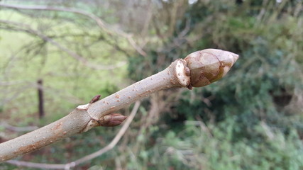 Aesculous hippocastanum or horse chestnut twig