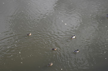 Anas platyrhynchos floating on dark, winter river