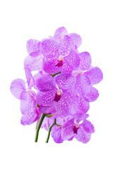 Fototapeta na wymiar Purple orchid isolated on white background, with clipping path