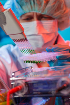 scientist loads pcr plate for DNA analysis with multichannel pipette