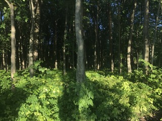 Bosque en Quebec 