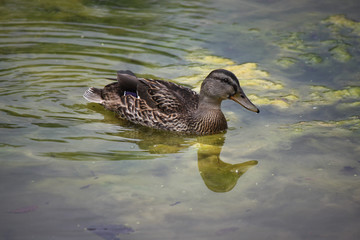 duck