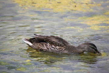 duck