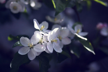Obraz premium Background with branche of blooming apple tree.