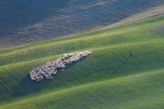 Man with the herd