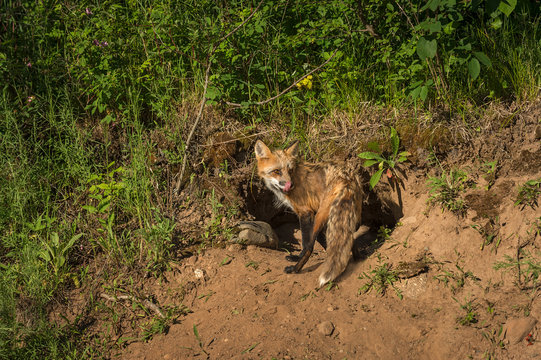 Red Fox Vixen (Vulpes vulpes) Licks Nose at Densite