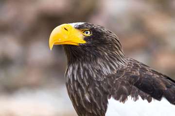 Fototapeta premium Sea Eagle - Pygargue de Steller