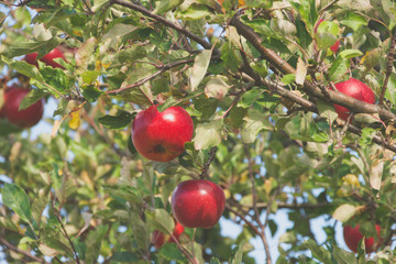 Rote Äpfel hängen am Baum im Sommer