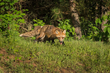 Red Fox Vixen (Vulpes vulpes) and Kit Come Out of Woods